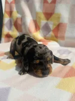 Trip, a male Miniature Dachshund for sale in Davis, OK – 1 of 4