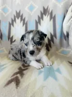 Monster2, a male Australian Shepherd for sale in Davis, OK – 5 of 6