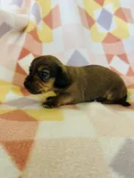 Boy 2, a male Dachshund and Miniature Dachshund for sale in Davis, OK – Photo 6 of 8