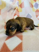 Boy 2, a male Dachshund and Miniature Dachshund for sale in Davis, OK – Photo 2 of 8