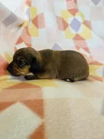 Boy 2, a male Dachshund and Miniature Dachshund for sale in Davis, OK – Photo 8 of 8