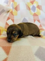 Boy 2, a male Dachshund and Miniature Dachshund for sale in Davis, OK – Photo 7 of 8