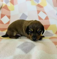 Boy 2, a male Dachshund and Miniature Dachshund for sale in Davis, OK – Photo 5 of 8
