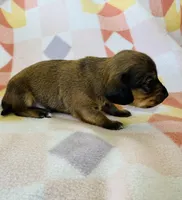 Boy 2, a male Dachshund and Miniature Dachshund for sale in Davis, OK – Photo 4 of 8