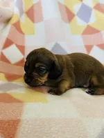 Boy 2, a male Dachshund and Miniature Dachshund for sale in Davis, OK – Photo 3 of 8