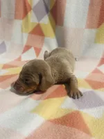 Lady, a female Miniature Dachshund for sale in Davis, OK – 3 of 3