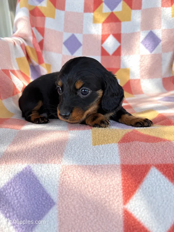 Slinky – Miniature Dachshund puppy for sale in Davis, OK