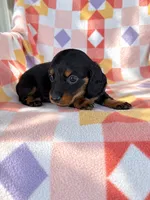 Slinky, a male Miniature Dachshund for sale in Davis, OK – 1 of 4