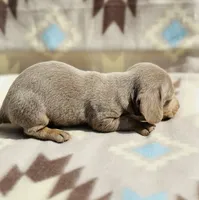 Tripp, a male Miniature Dachshund for sale in Davis, OK – 6 of 6