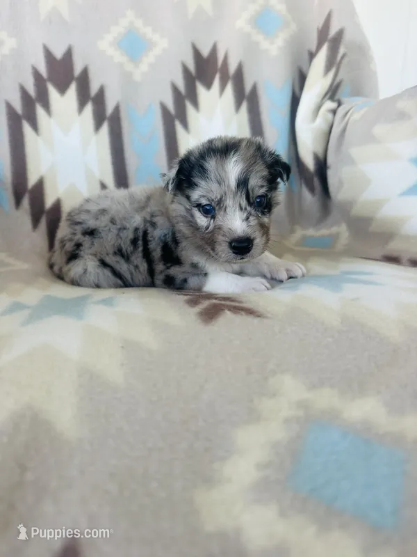 Monster2 – Australian Shepherd puppy for sale in Davis, OK