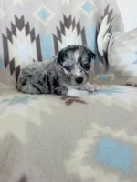 Monster2, a male Australian Shepherd for sale in Davis, OK – 1 of 6