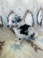 Winter1, a female Australian Shepherd for sale in Davis, OK – 5 of 6
