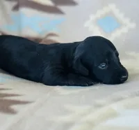 Slinky, a male Miniature Dachshund for sale in Davis, OK – 2 of 5