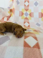 Girl 1, a female Dachshund and Miniature Dachshund for sale in Davis, OK – Photo 6 of 7