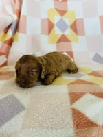 Girl 1, a female Dachshund and Miniature Dachshund for sale in Davis, OK – Photo 5 of 7