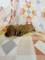 Girl 1, a female Dachshund and Miniature Dachshund for sale in Davis, OK – Photo 7 of 7