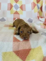 Girl 1, a female Dachshund and Miniature Dachshund for sale in Davis, OK – Photo 2 of 7