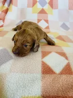 Girl 1, a female Dachshund and Miniature Dachshund for sale in Davis, OK – Photo 4 of 7