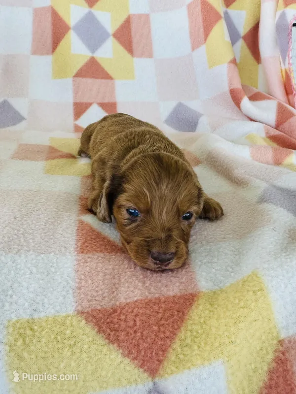 Girl 1, a female Dachshund and Miniature Dachshund for sale in Davis, OK – Photo 1 of 7