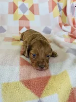 Girl 1, a female Dachshund and Miniature Dachshund for sale in Davis, OK – Photo 1 of 7