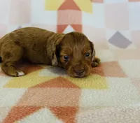 Girl 1, a female Dachshund and Miniature Dachshund for sale in Davis, OK – Photo 3 of 7