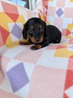 Slinky, a male Miniature Dachshund for sale in Davis, OK – 4 of 4