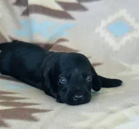 Slinky, a male Miniature Dachshund for sale in Davis, OK – 5 of 5