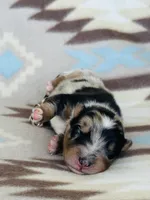 Monster 1, a male Australian Shepherd for sale in Davis, OK – 3 of 5