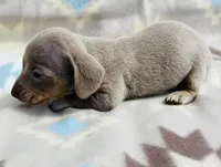 Tripp, a male Miniature Dachshund for sale in Davis, OK – 5 of 6