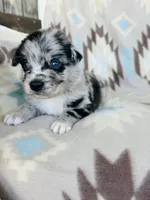 Monster1, a male Australian Shepherd for sale in Davis, OK – 2 of 7