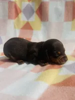Lady 1, a female Miniature Dachshund for sale in Davis, OK – 1 of 3