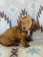 Slinky, a male Miniature Dachshund for sale in Davis, OK – 4 of 6