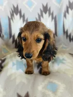 Oakley, a male Miniature Dachshund for sale in Davis, OK – 4 of 4