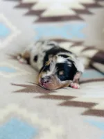 Monster 1, a male Australian Shepherd for sale in Davis, OK – 5 of 5