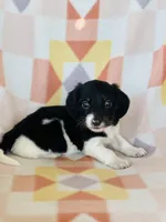 Oreo, a male Miniature Dachshund for sale in Davis, OK – Photo 2 of 3