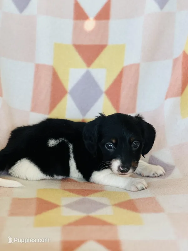 Oreo, a male Miniature Dachshund for sale in Davis, OK – Photo 1 of 3