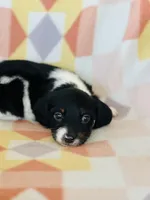 Oreo, a male Miniature Dachshund for sale in Davis, OK – Photo 3 of 3