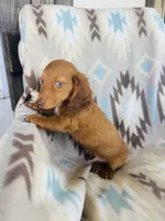 Slinky, a male Miniature Dachshund for sale in Davis, OK – 6 of 6