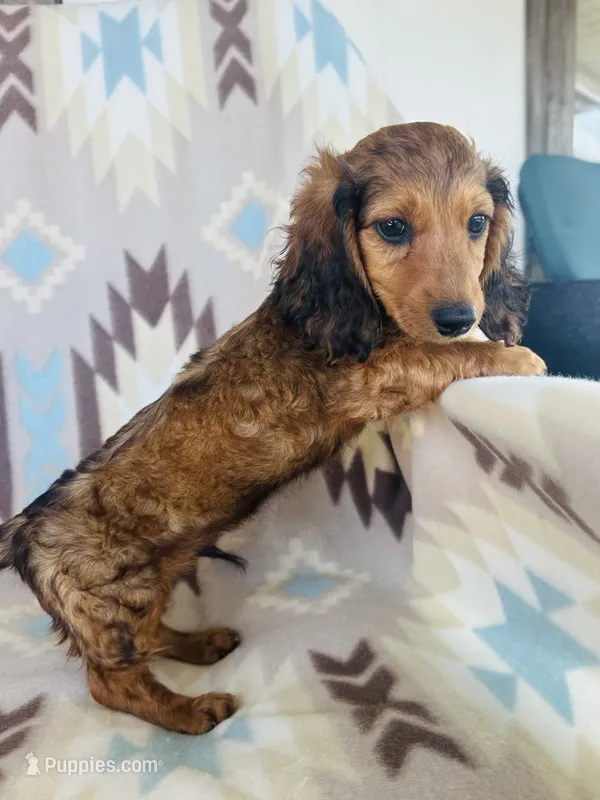 Oakley – Miniature Dachshund puppy for sale in Davis, OK