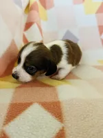 Boy 1, a male Dachshund for sale in Davis, OK – 6 of 8