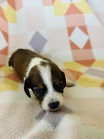Boy 1, a male Dachshund for sale in Davis, OK – 3 of 8