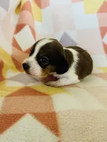 Boy 1, a male Dachshund for sale in Davis, OK – 2 of 8