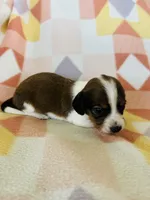 Boy 1, a male Dachshund for sale in Davis, OK – 5 of 8