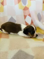 Boy 1, a male Dachshund for sale in Davis, OK – 8 of 8