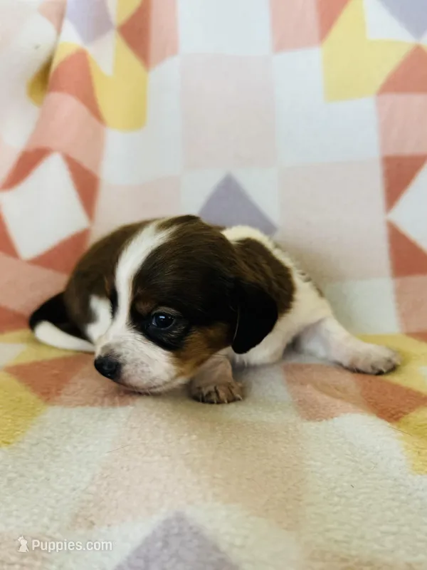 Boy 1 – Dachshund puppy for sale in Davis, OK