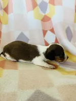 Boy 1, a male Dachshund for sale in Davis, OK – 7 of 8