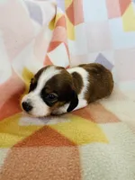 Boy 1, a male Dachshund for sale in Davis, OK – 4 of 8