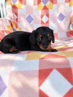 Slinky, a male Miniature Dachshund for sale in Davis, OK – 3 of 4