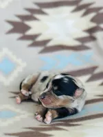 Monster 1, a male Australian Shepherd for sale in Davis, OK – 4 of 5