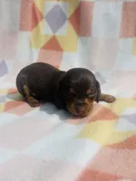 Lady 1, a female Miniature Dachshund for sale in Davis, OK – 2 of 3
